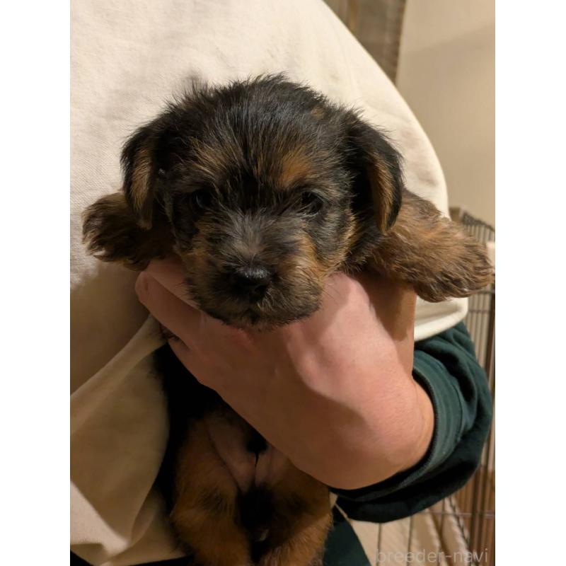 販売中の岩手県のノーフォークテリア-441297の6枚目