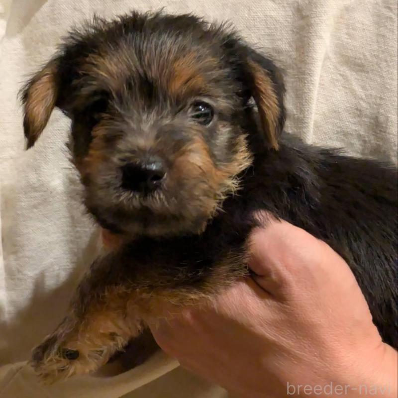 販売中の岩手県のノーフォークテリア-441297の1枚目