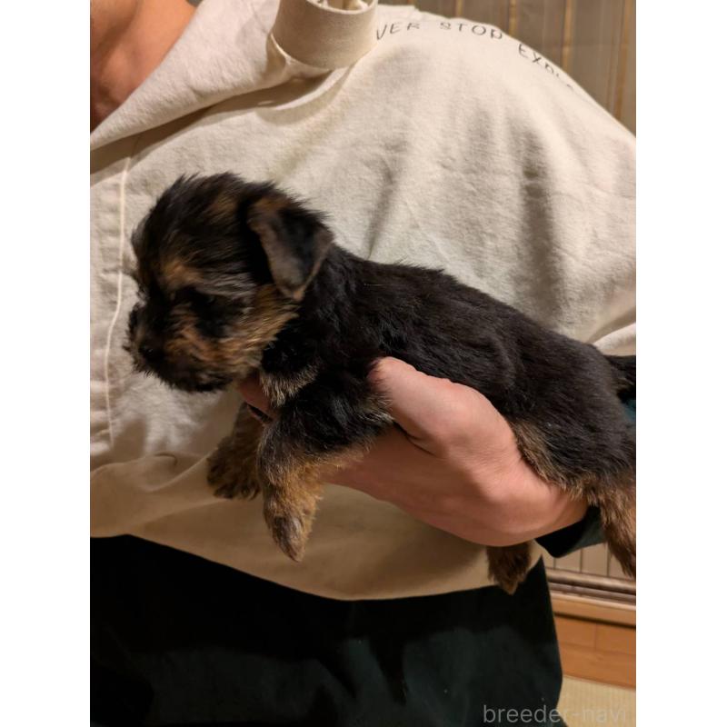 販売中の岩手県のノーフォークテリア-441298の4枚目