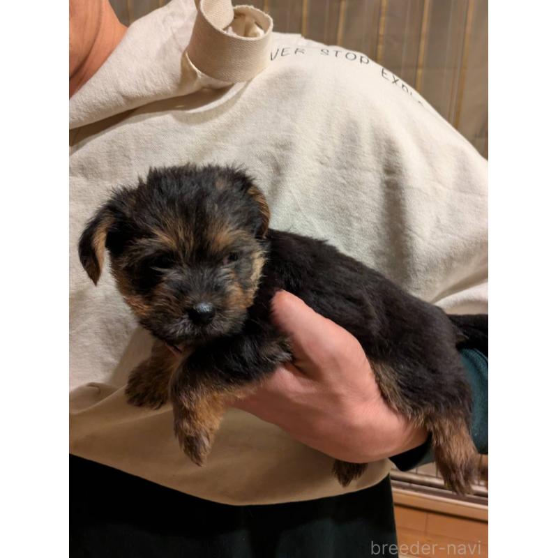 販売中の岩手県のノーフォークテリア-441298の3枚目