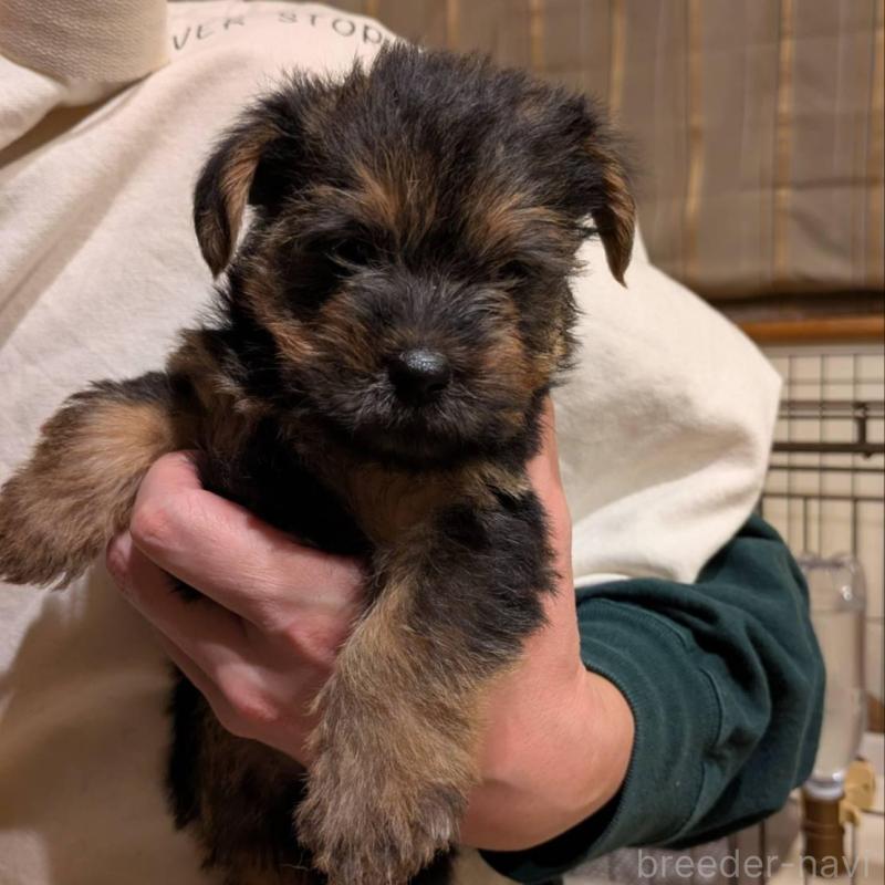 販売中の岩手県のノーフォークテリア-441298