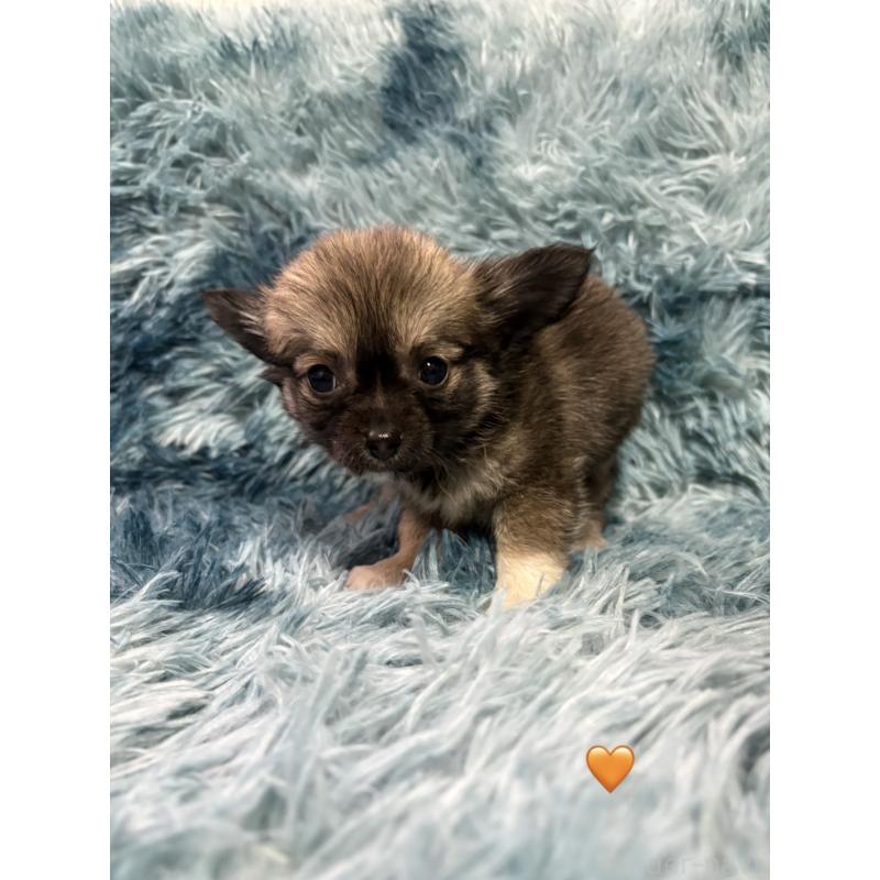 販売中の愛知県のチワワ(ロングコート)-436860