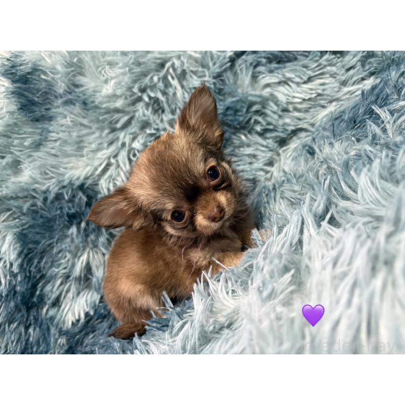 成約済の愛知県のチワワ(ロングコート)-436862の3枚目