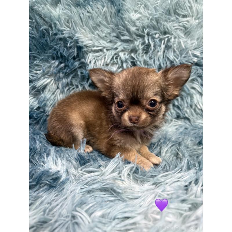 成約済の愛知県のチワワ(ロングコート)-436862の1枚目