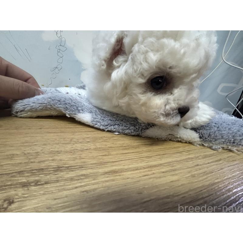 販売中の愛知県のビションフリーゼ-441299の4枚目