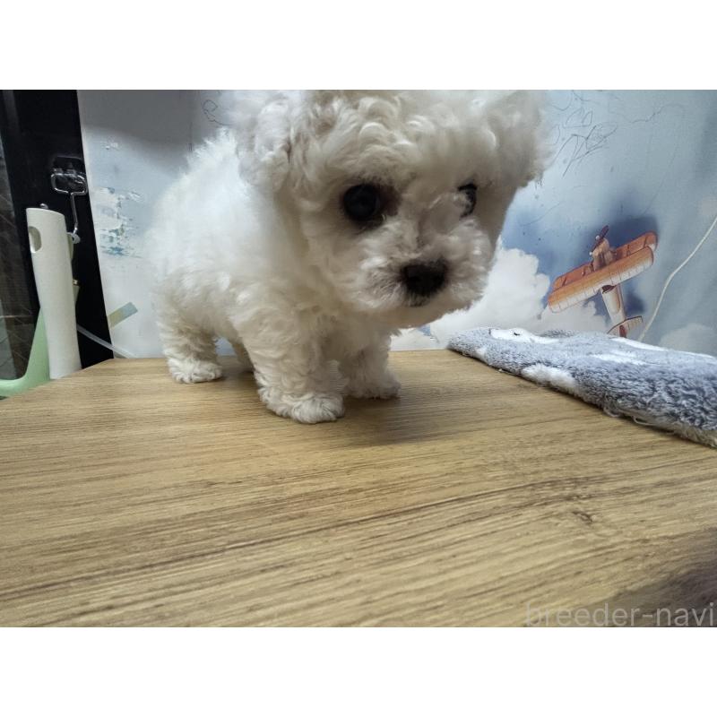 販売中の愛知県のビションフリーゼ-441299の3枚目