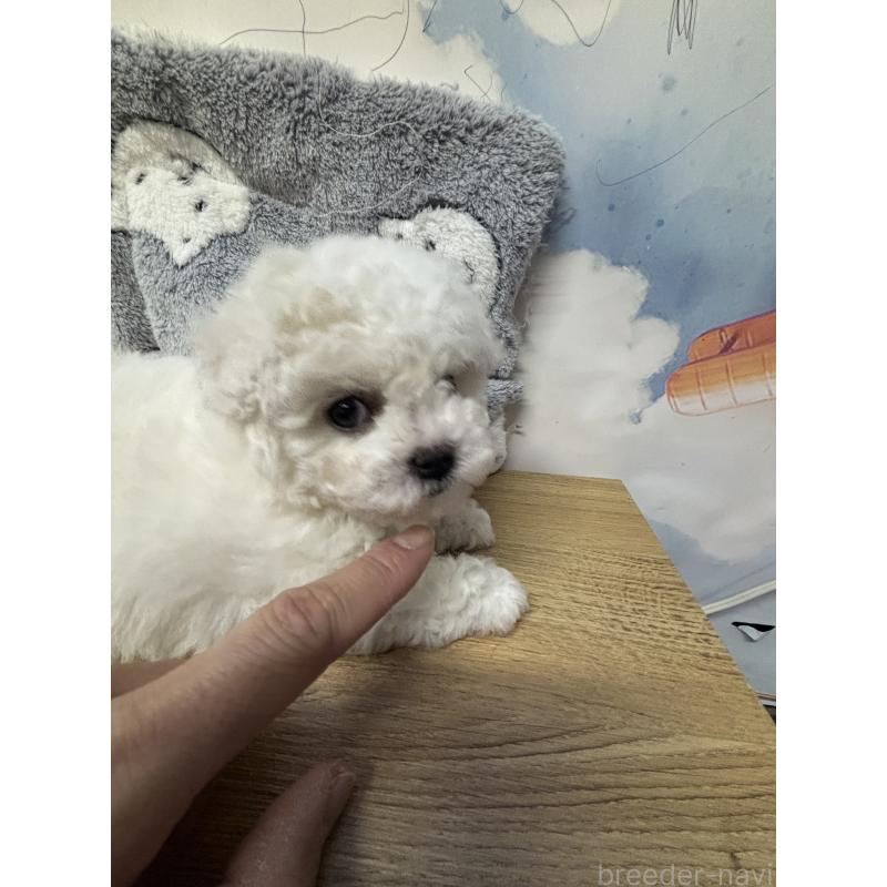 販売中の愛知県のビションフリーゼ-441299の2枚目