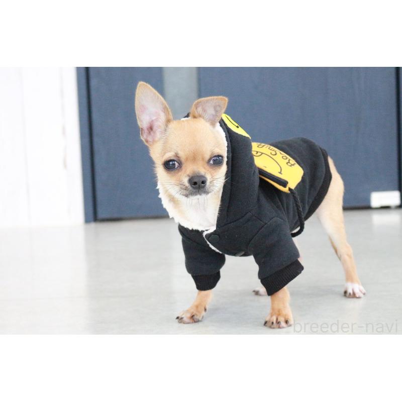 販売中の京都府のチワワ(スムースコート)-416537の7枚目