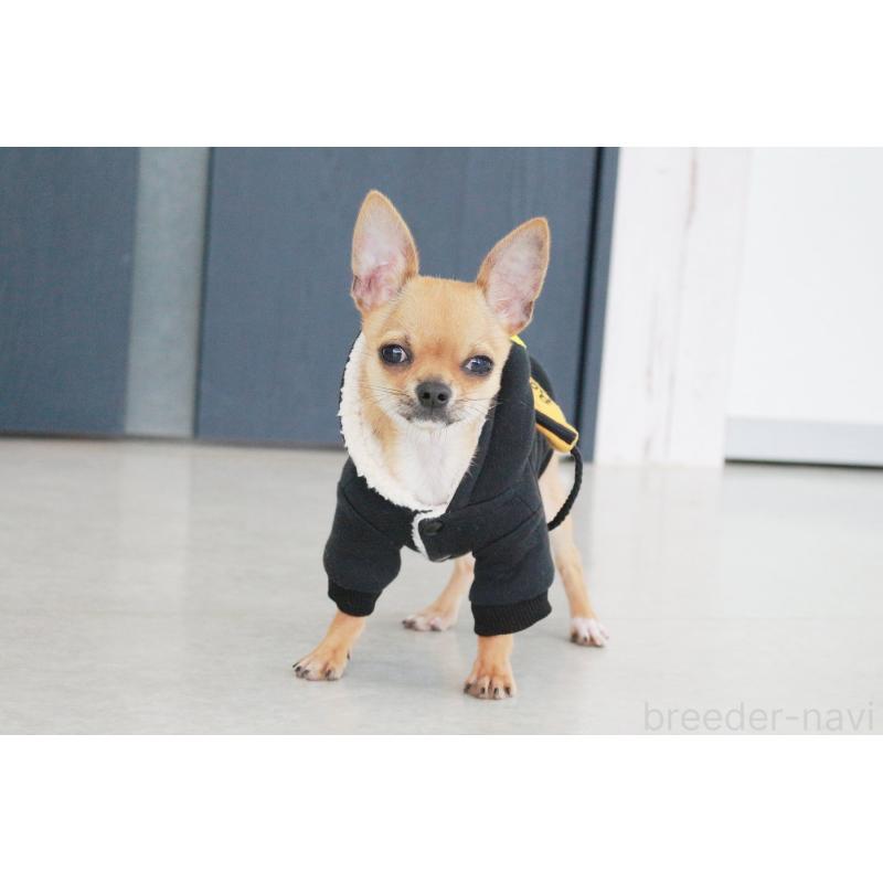 販売中の京都府のチワワ(スムースコート)-416537の6枚目