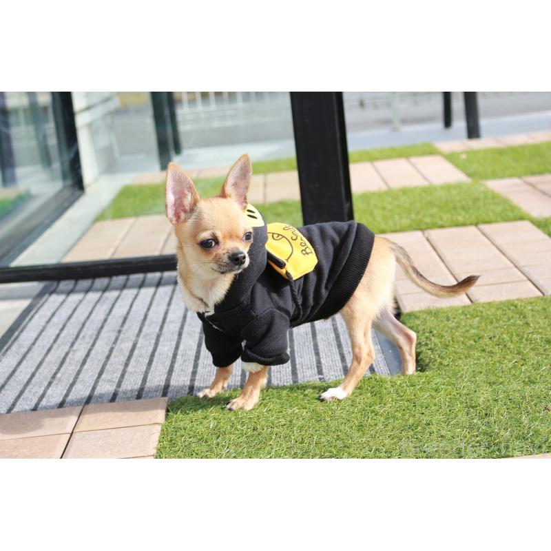 販売中の京都府のチワワ(スムースコート)-416537の5枚目