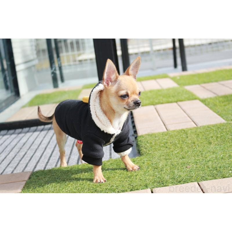 販売中の京都府のチワワ(スムースコート)-416537