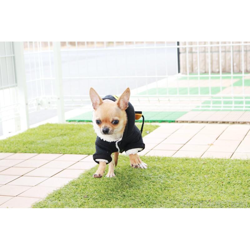 販売中の京都府のチワワ(スムースコート)-416537の4枚目