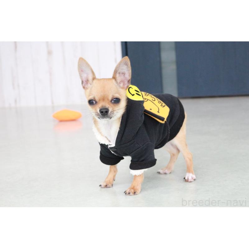 販売中の京都府のチワワ(スムースコート)-416537の3枚目