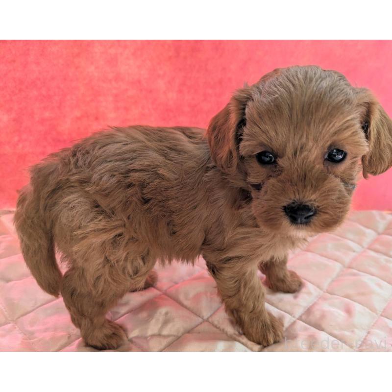 販売中の埼玉県のマルプー:マルチーズ×トイプードル-437682の15枚目