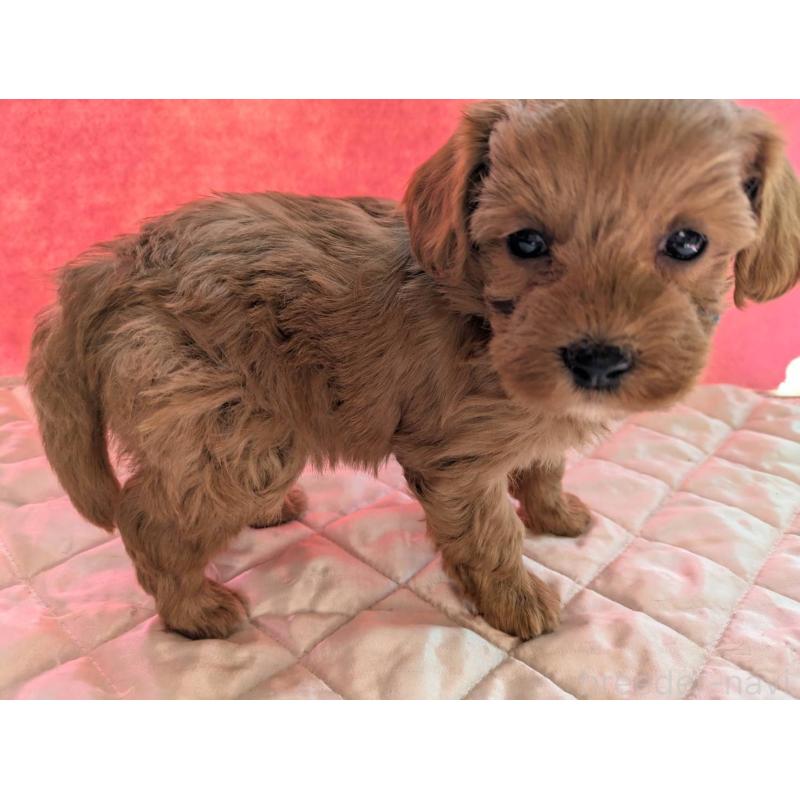 販売中の埼玉県のマルプー:マルチーズ×トイプードル-437682の14枚目