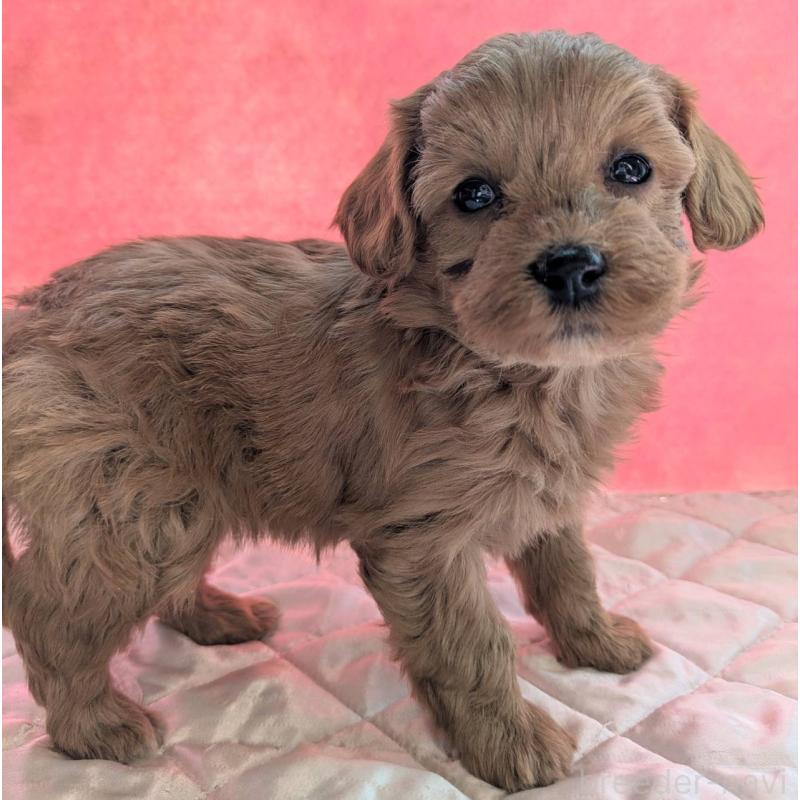 販売中の埼玉県のマルプー:マルチーズ×トイプードル-437682の13枚目