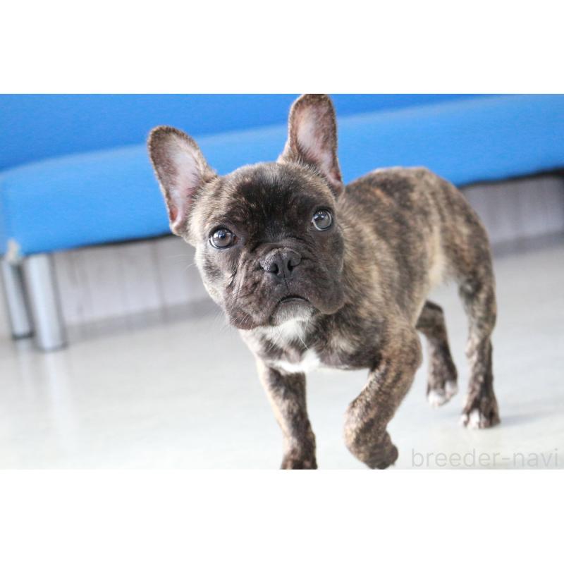 販売中の京都府のフレンチブルドッグ-417030の7枚目