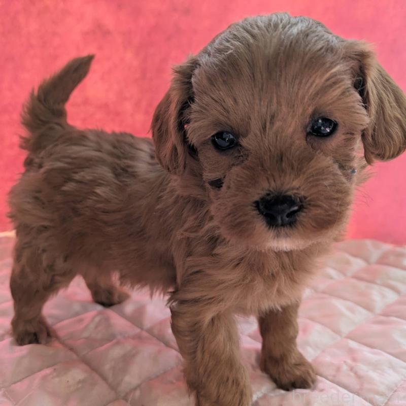 販売中の埼玉県のマルプー:マルチーズ×トイプードル-437682の12枚目