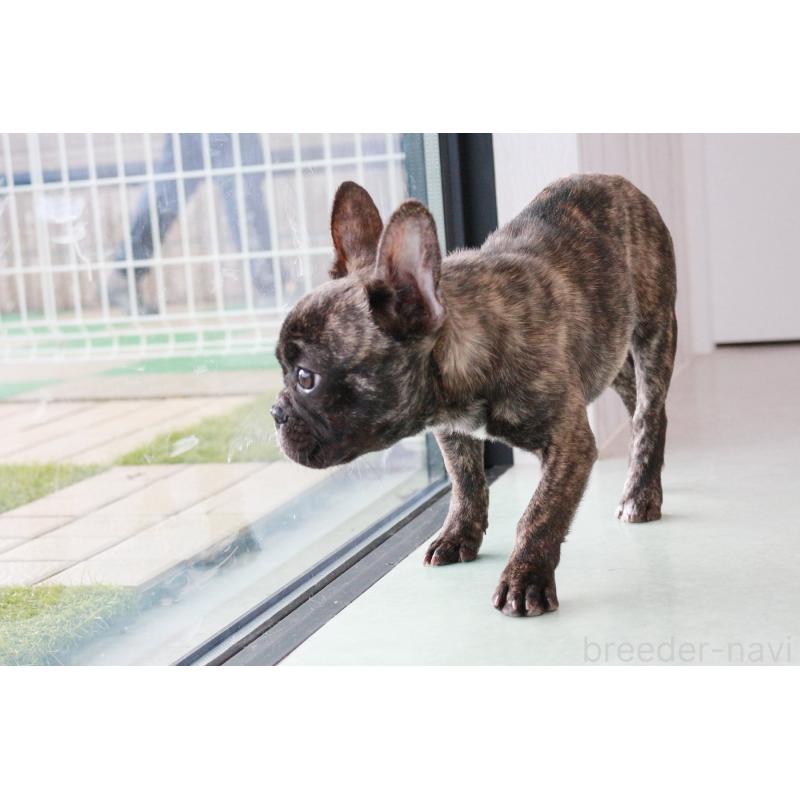販売中の京都府のフレンチブルドッグ-417030の6枚目