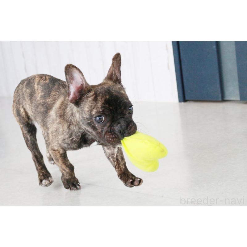 販売中の京都府のフレンチブルドッグ-417030の5枚目