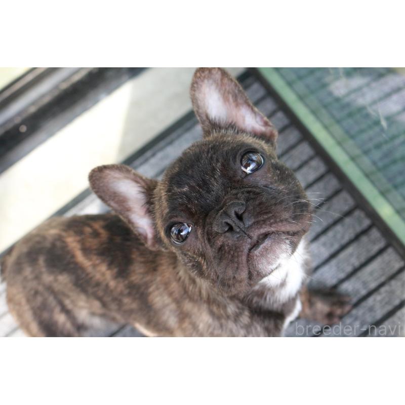 販売中の京都府のフレンチブルドッグ-417030の4枚目