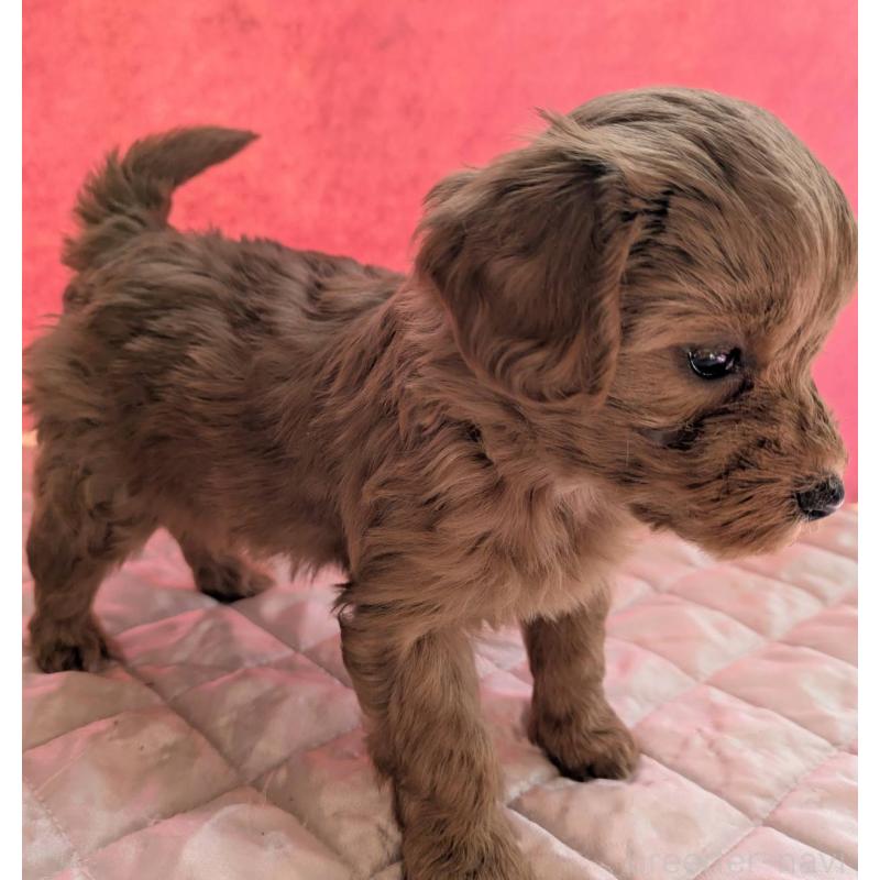 販売中の埼玉県のマルプー:マルチーズ×トイプードル-437682の10枚目