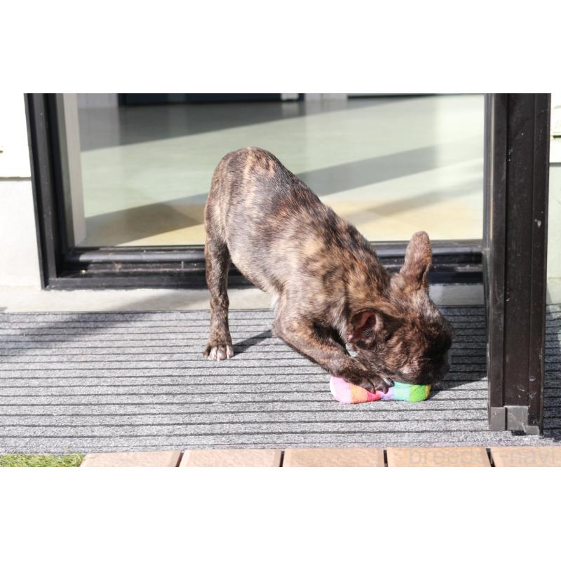 販売中の京都府のフレンチブルドッグ-417030の3枚目