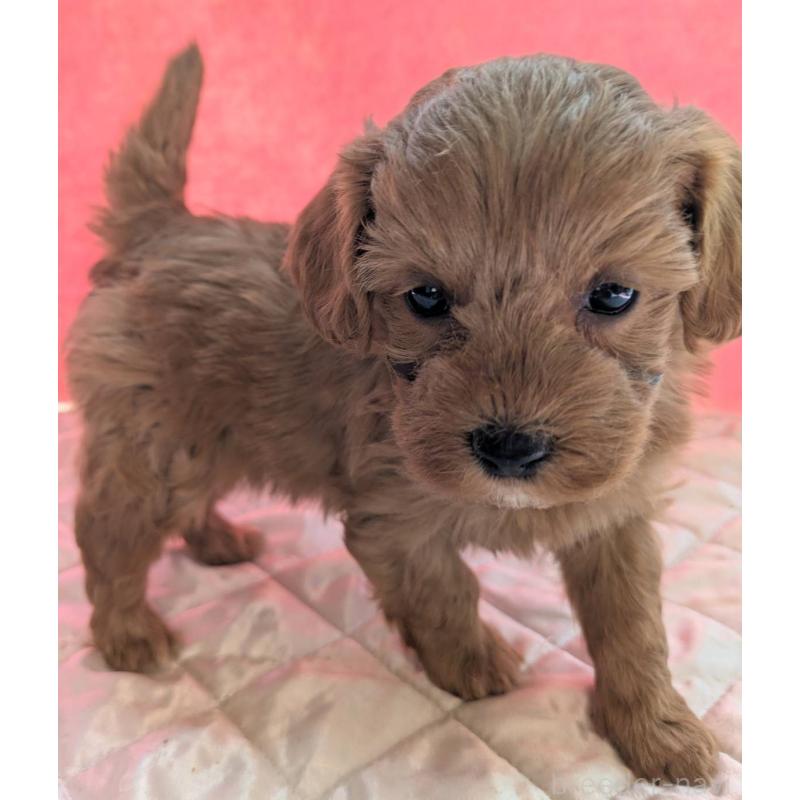 販売中の埼玉県のマルプー:マルチーズ×トイプードル-437682の9枚目