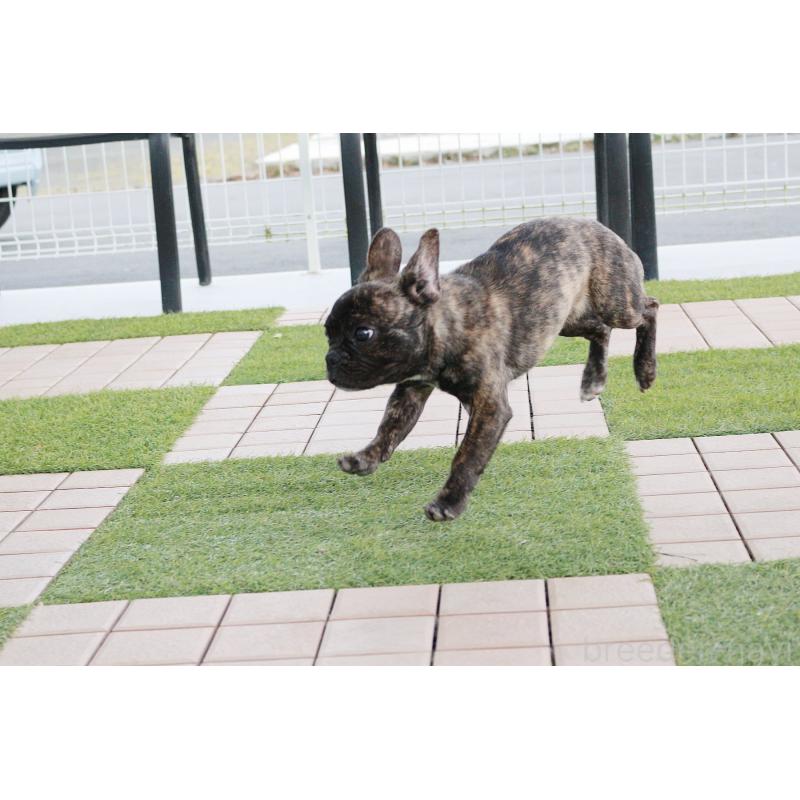 販売中の京都府のフレンチブルドッグ-417030の2枚目