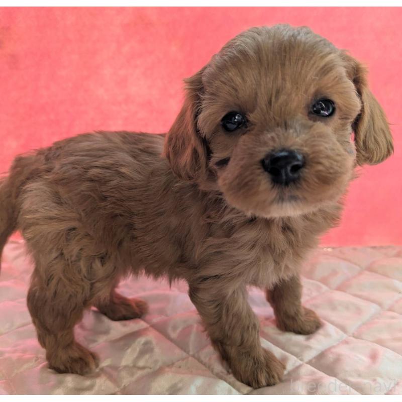 販売中の埼玉県のマルプー:マルチーズ×トイプードル-437682