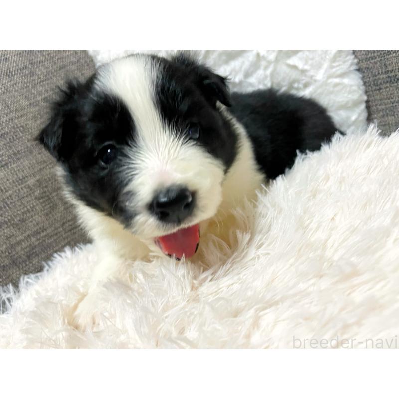 販売中の滋賀県のボーダーコリー-441301の3枚目