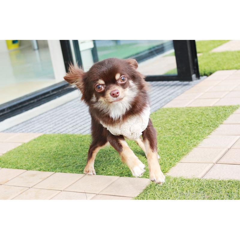 販売中の京都府のチワワ(ロングコート)-402494の7枚目