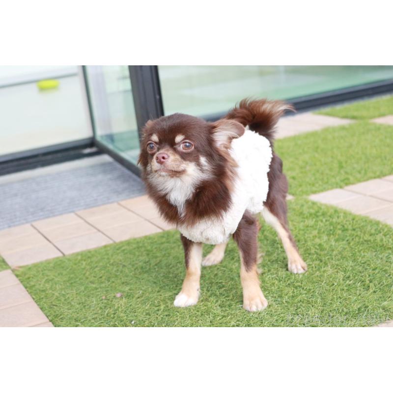 販売中の京都府のチワワ(ロングコート)-402494の6枚目