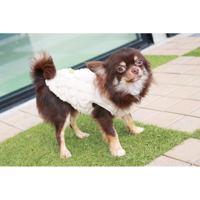 販売中の京都府のチワワ(ロングコート)-402494の5枚目