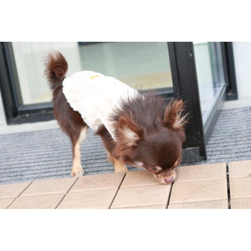 販売中の京都府のチワワ(ロングコート)-402494の3枚目