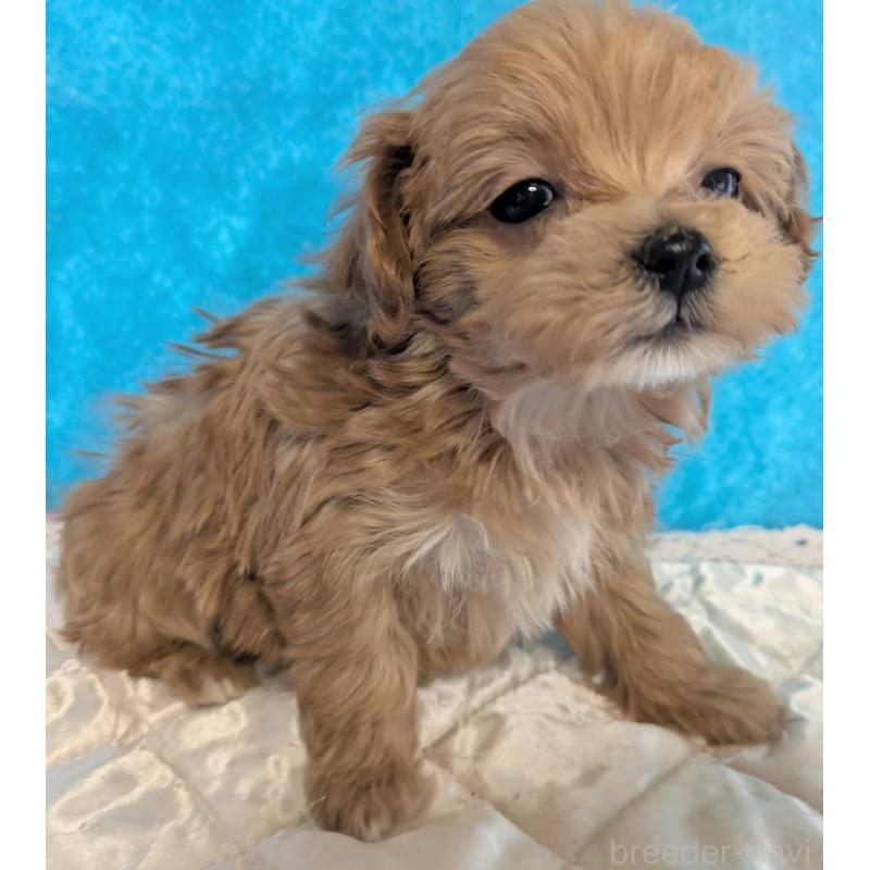 販売中の埼玉県のマルプー:マルチーズ×トイプードル-434624の10枚目