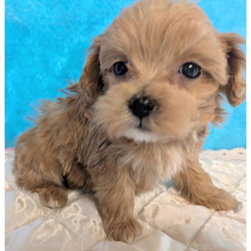 販売中の埼玉県のマルプー:マルチーズ×トイプードル-434624の9枚目