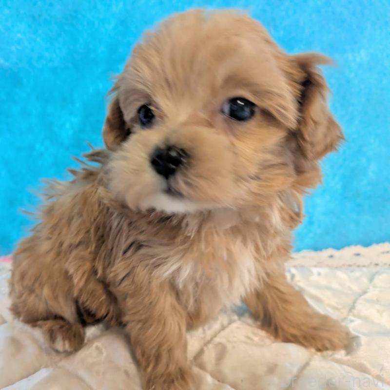 販売中の埼玉県のマルプー:マルチーズ×トイプードル-434624の8枚目