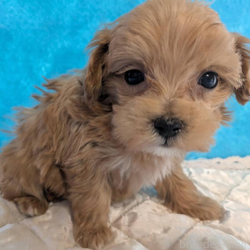 販売中の埼玉県のマルプー:マルチーズ×トイプードル-434624の7枚目