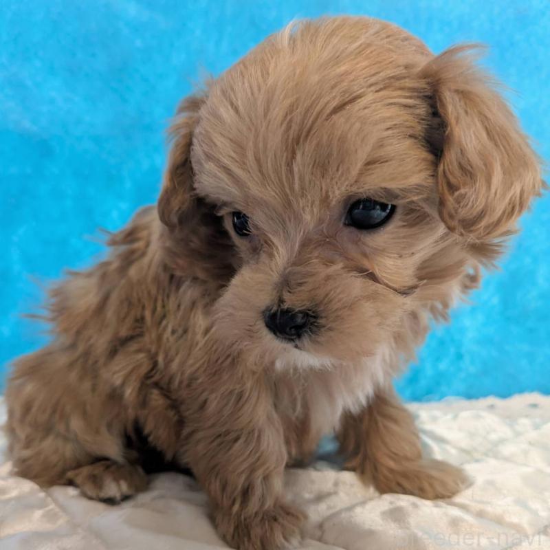 販売中の埼玉県のマルプー:マルチーズ×トイプードル-434624の4枚目