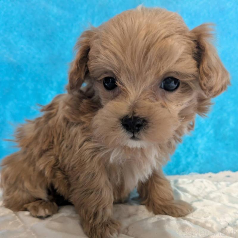 販売中の埼玉県のマルプー:マルチーズ×トイプードル-434624の3枚目