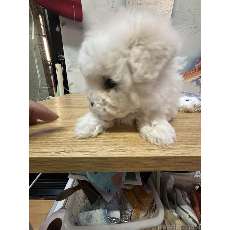 販売中の愛知県のビションフリーゼ-441300の5枚目