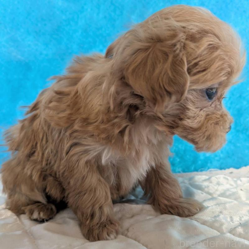 販売中の埼玉県のマルプー:マルチーズ×トイプードル-434624の2枚目