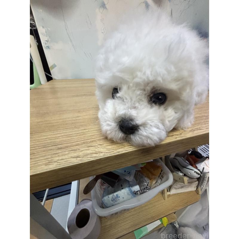 販売中の愛知県のビションフリーゼ-441300の4枚目