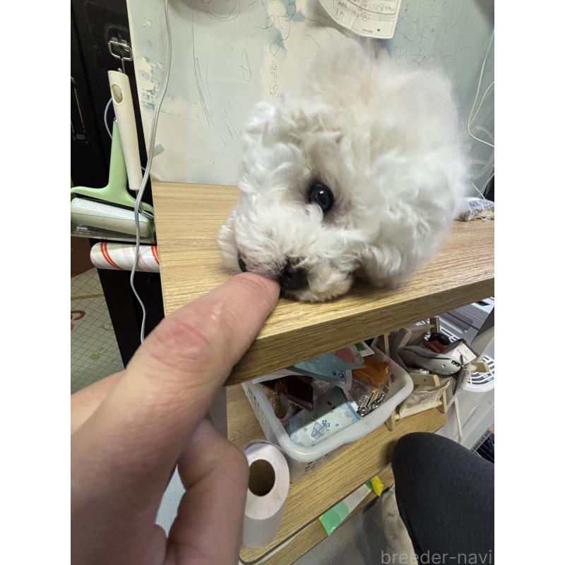 販売中の愛知県のビションフリーゼ-441300の3枚目