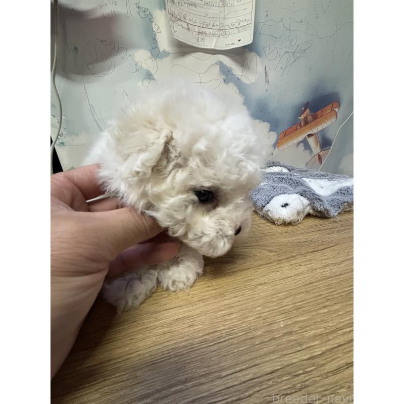 販売中の愛知県のビションフリーゼ-441300の2枚目