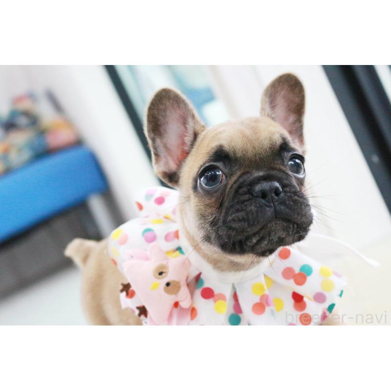 販売中の京都府のフレンチブルドッグ-435378