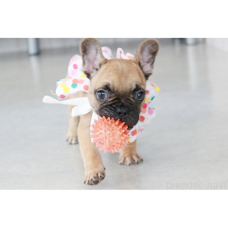 販売中の京都府のフレンチブルドッグ-435378の10枚目