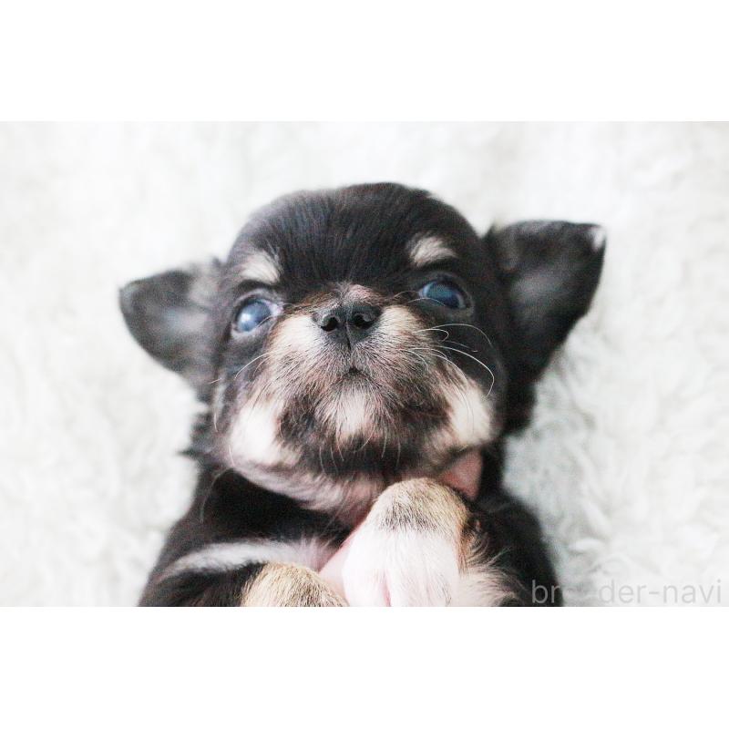 販売中の京都府のチワワ(ロングコート)-441302の1枚目