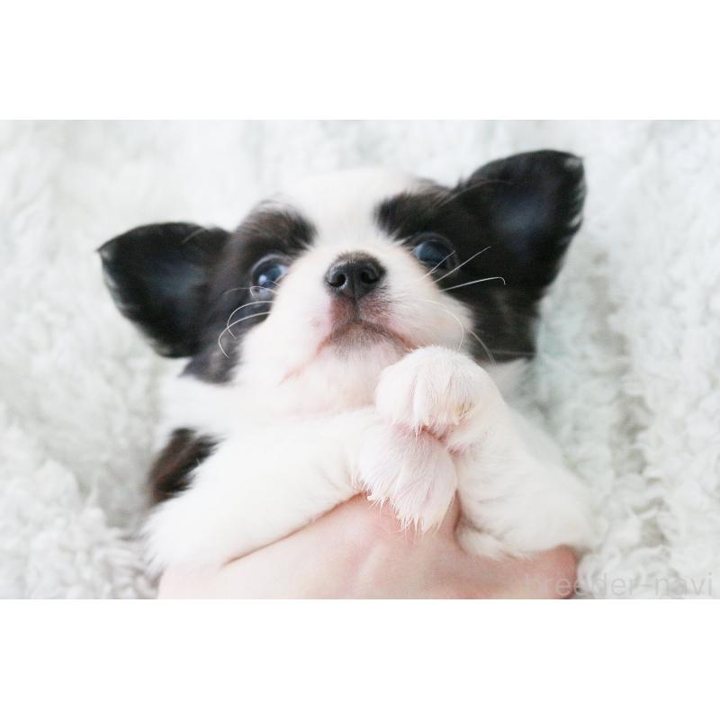 販売中の京都府のチワワ(ロングコート)-441303